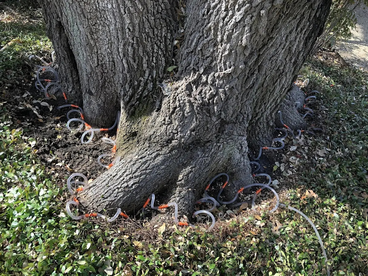 Detailed Tree Cabling and Bracing job site in Mckinleyville