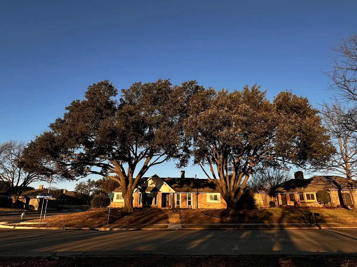 Established residential canopy tree shading a home in Mckinleyville